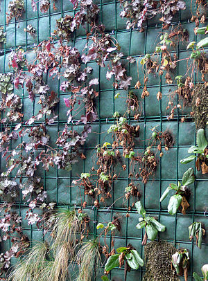 Detail of a Green Wall in a Retirement home (e...