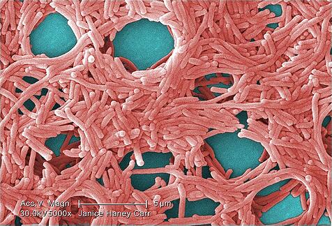 Legionella pneumophila bacterium.