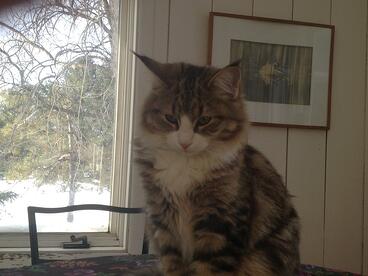 Zara the Cat