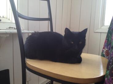 Cleo the Cat