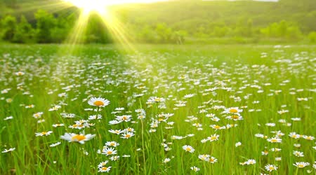 depositphotos_44541595-Chamomile-flowers-field.jpg