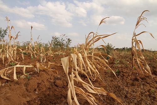 dry crops.jpg